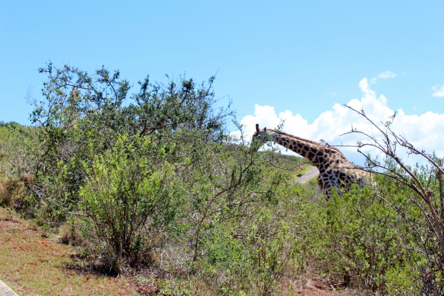 0 Bedroom Property for Sale in Riverview Water Front Estate Eastern Cape